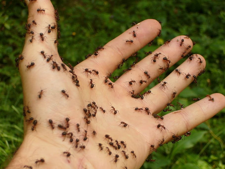 fire ants lot, person, Wood Ants, Hand, Risk, Disgust, ants, spooky, creepy, fear