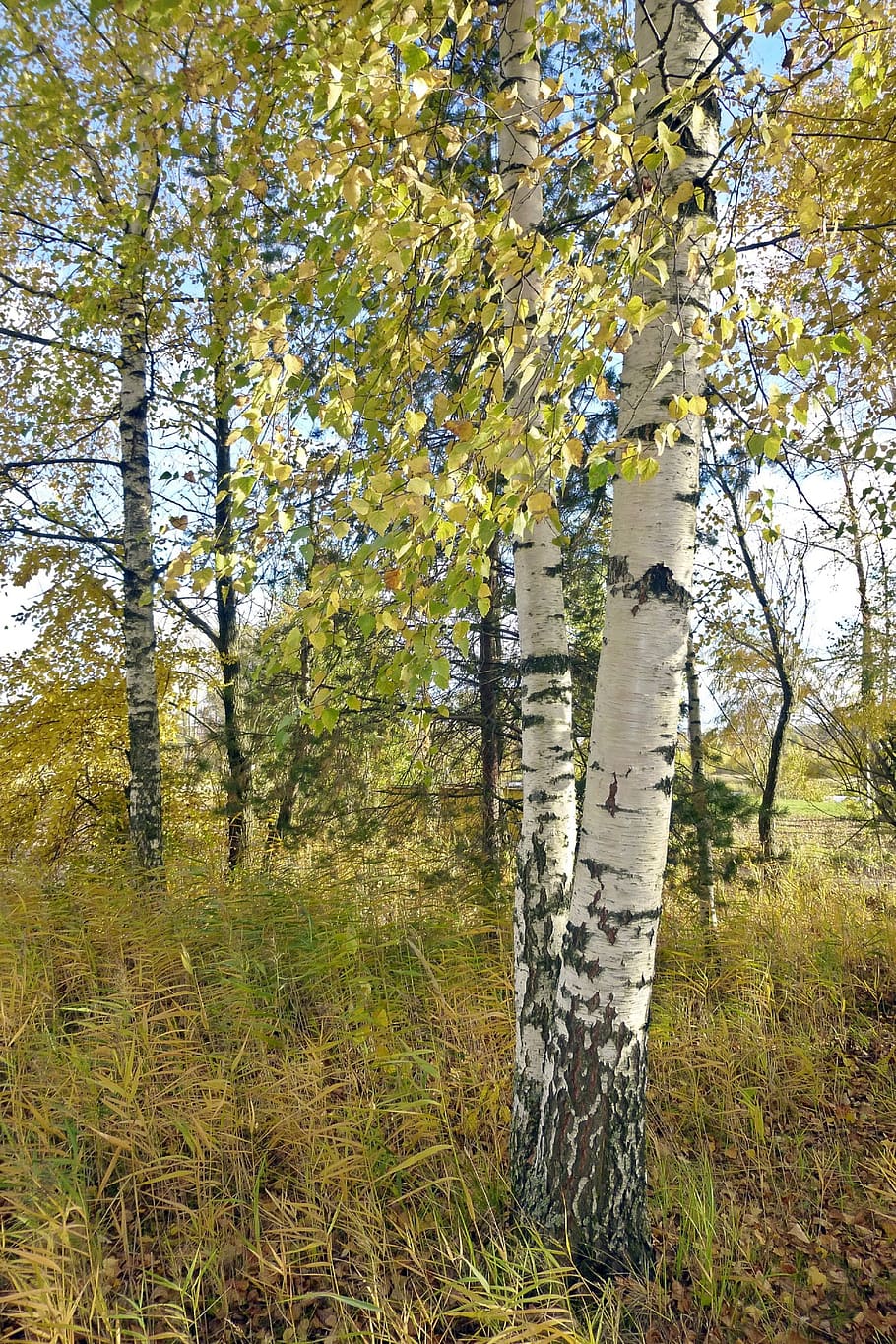 nature, russia, landscape, white forest, birch, autumn, plant, tree, land, tree trunk