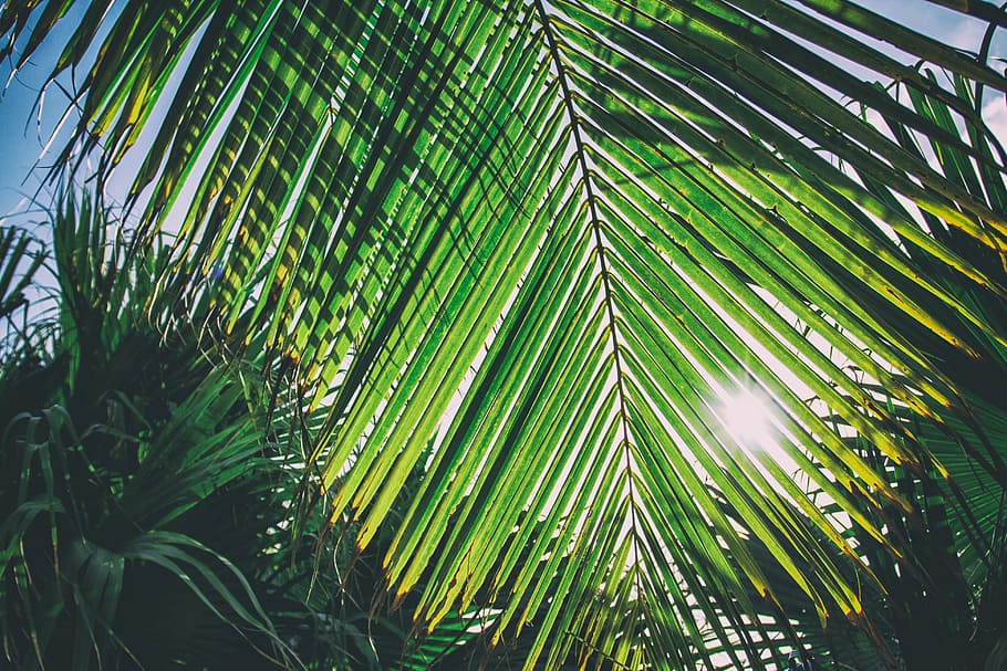 hoja de palma iluminada por el sol, iluminada por el sol, hoja de palma, playa caribeña, Cuba, naturaleza, vacaciones, natural, verano, árbol