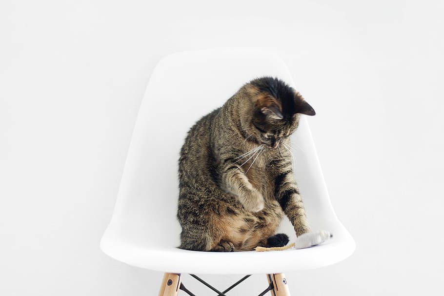 silver, tabby, cat, sitting, white, plastic chair, animal, kitten, cute, eyes