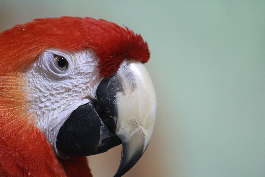 Macaw, Parrot, Scarlet, Bird, Beak, red, animal, tropical, nature, feathers