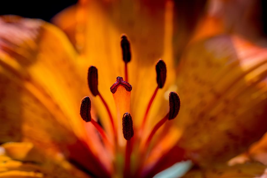 bunga bakung, lilium bulbiferum, benang sari, antera, stylus, cap, bekas luka, karpel, serbuk sari, mekar