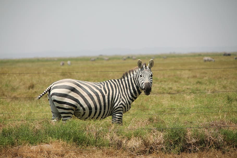zebra, africa, striped, safari, african, animal, wildlife, wild, zoology, mammal