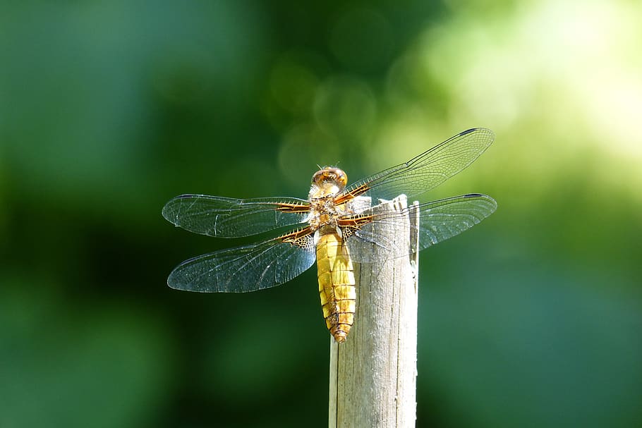 dragonfly, sailing dragonfly, plattbauch, female, libellula depressa, invertebrate, animal themes, insect, animal, animal wildlife