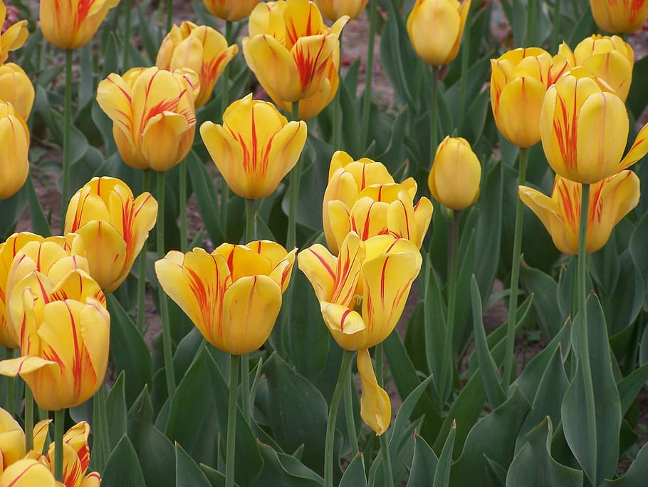 tulip, flower, nature, park, pedals, garden, yellow, red, green, leaves