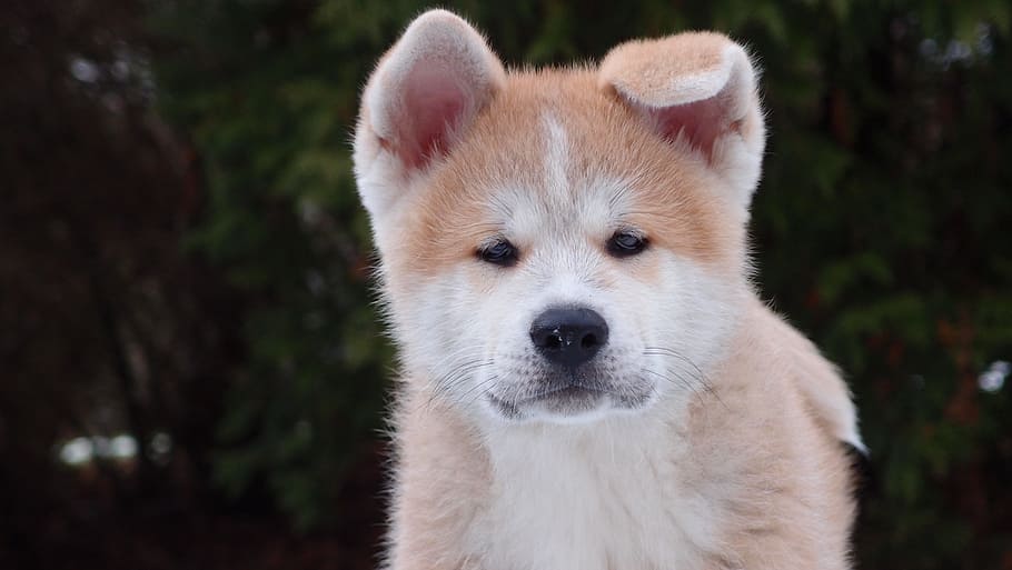 tan, akita puppy, focus photo, dog, animal, pets, puppy, pet, cute, purebred Dog