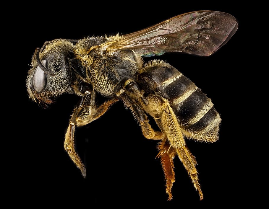 fotografi lebah madu, lebah, halictus, makro, penyerbuk, serangga, sayap, merapatkan, margasatwa, serbuk sari