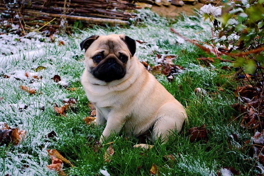 apricot pug, sits, grass field, daytime, apricot, Pug, grass, field, sorrow, snow