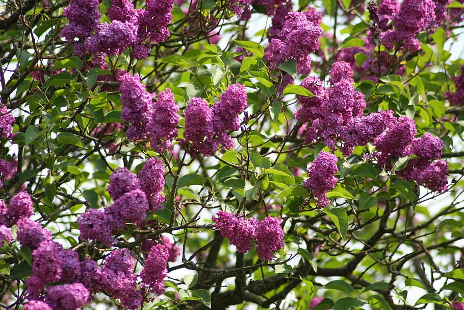 lilac, purple, flowers, flowering plant, plant, flower, beauty in nature, growth, freshness, pink color