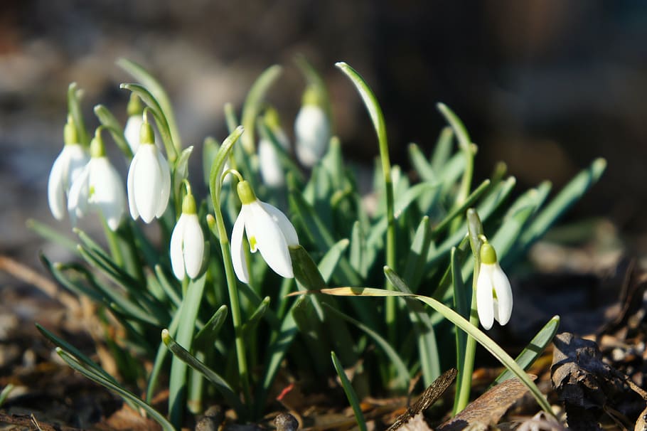 snowdrop, spring, february, signs of spring, flowers, close, white, plant, flower, growth