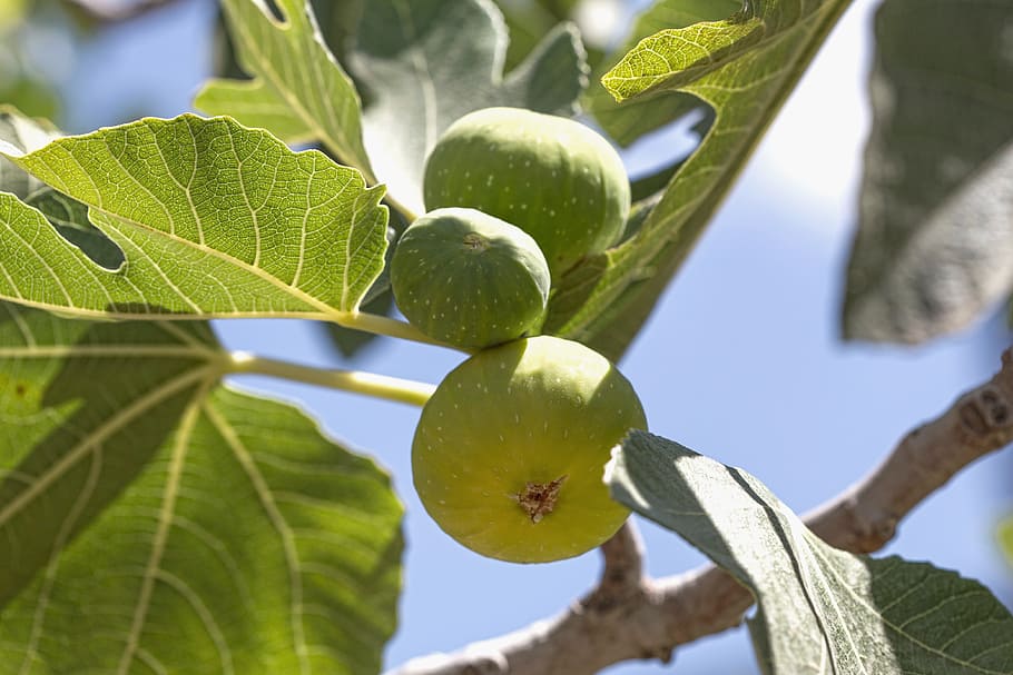 fig, tree, fruit, green, food, leaf, nature, fresh, sweet, branch