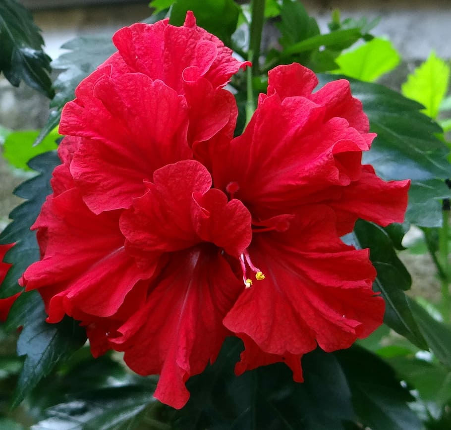 Hibisco, Duplo, Flor, China Rose, Hibisco-Duplo, Vermelho, Rosa Sinensis, Índia, Dharwad, Flora