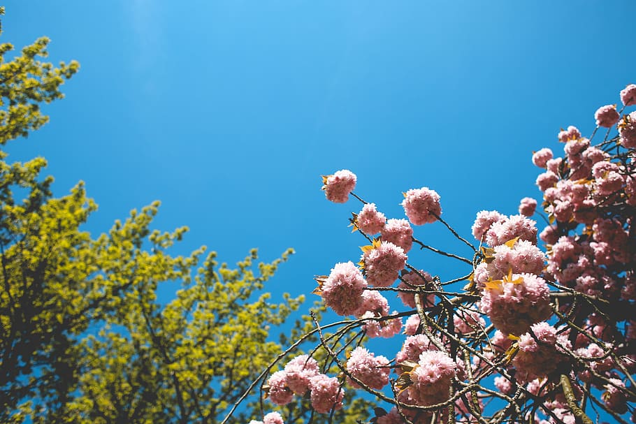 spring colors, Spring, Colors, blooms, flowers, minimal, minimalistic, sky, nature, blue