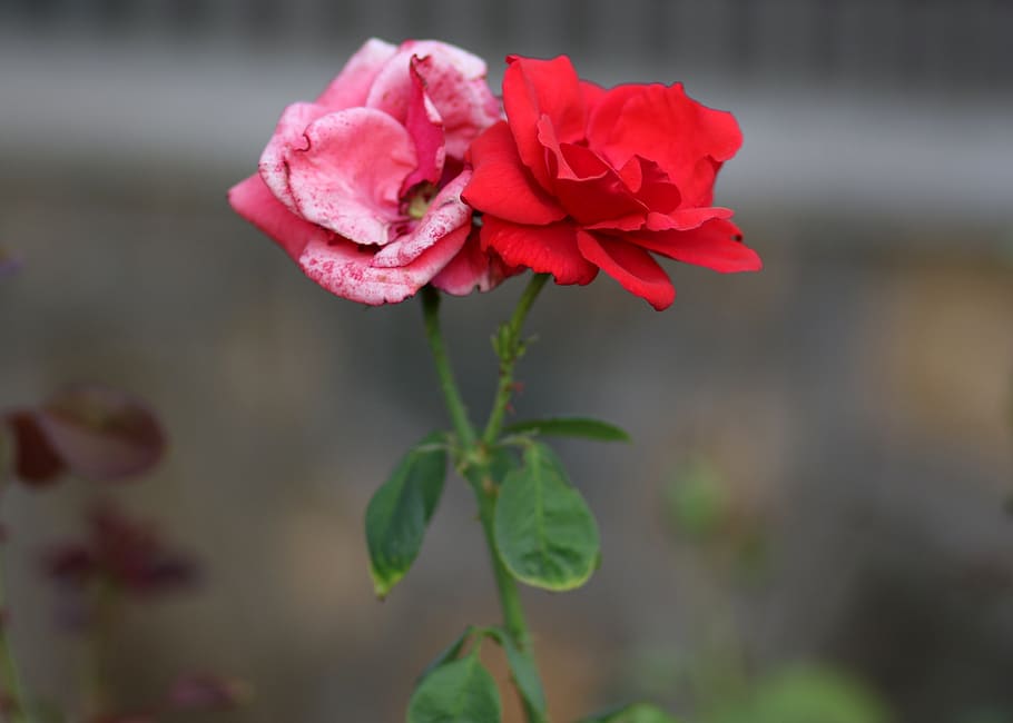 roses, red, supplies, flowers, plants, nice, flower, flowering plant, beauty in nature, plant