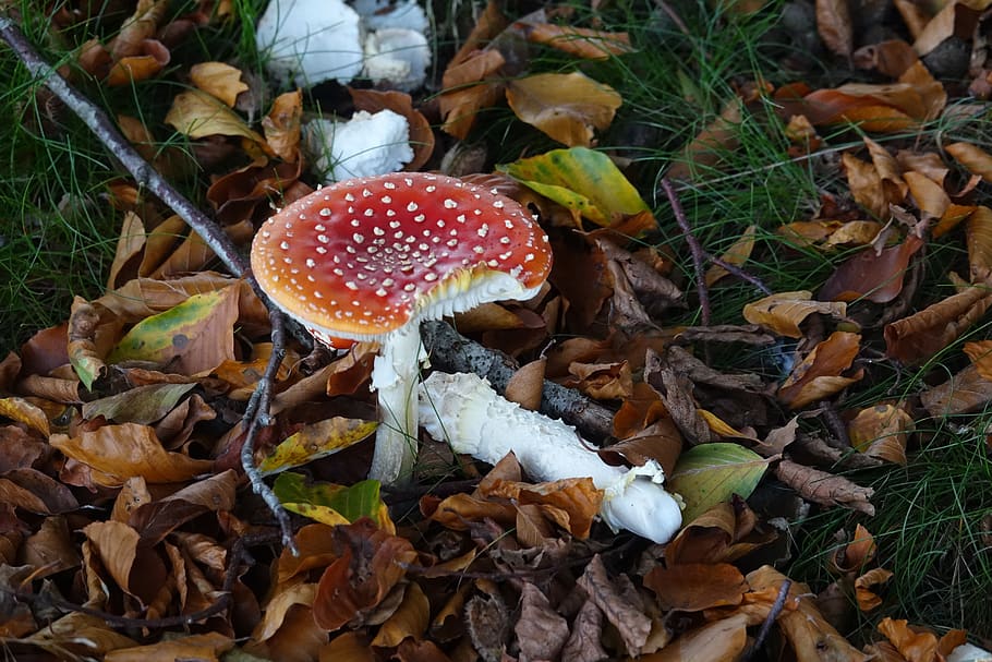 mushrooms, mushroom, fly agaric, red, white, red white dots, faded glory, forest, forest floor, wood