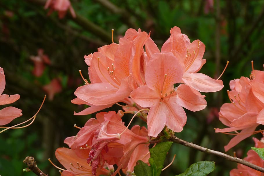 azalea, rosa salmón, rosa, flor, primavera, jardín, planta floreciendo,  planta, belleza en la naturaleza, fragilidad | Pxfuel