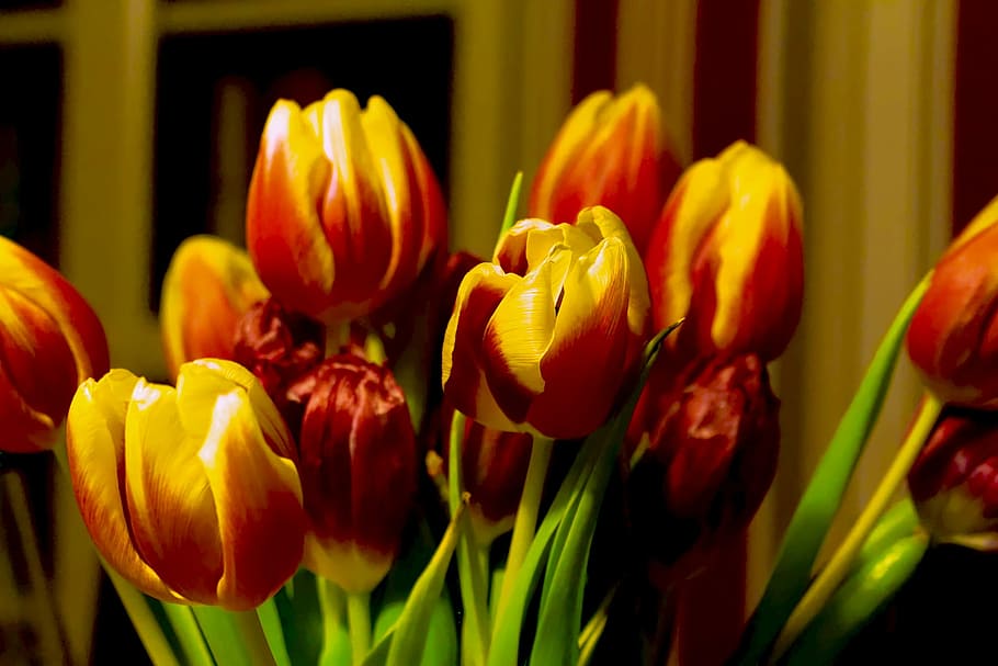 tulipanes, primavera, strauss, flor de primavera, ramo de tulipanes, amarillo, rojo, florecer, cerrar, planta