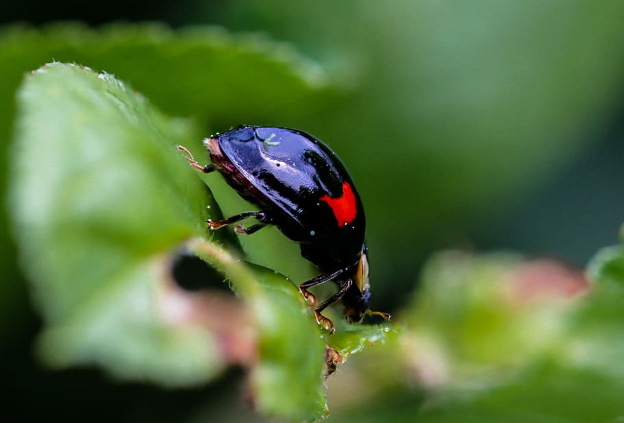animals, beetle, chafer, insect, points, lucky ladybug, ladybug, compound eyes, probe, black ladybug