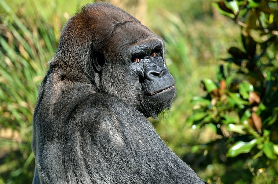 black gorilla, silver back, gorilla, animal, mammal, wildlife, nature, strong, male, wild