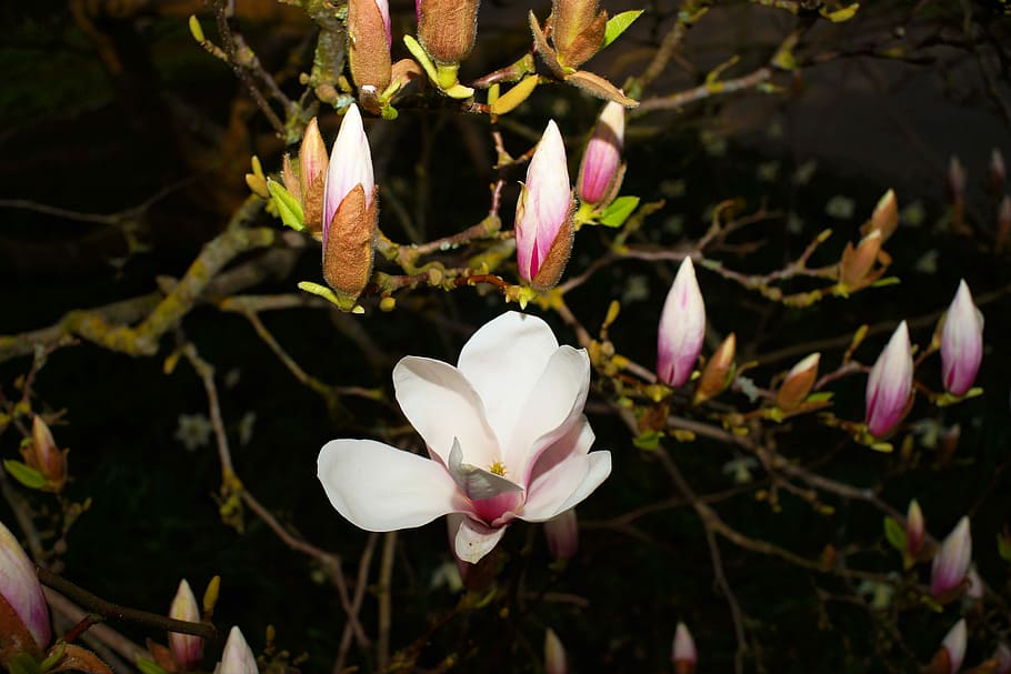 マグノリア, 木, 繁栄ツリー, 花, つぼみ, 枝, 春, 花の木, frühlingsblüher, magnoliengewaechs