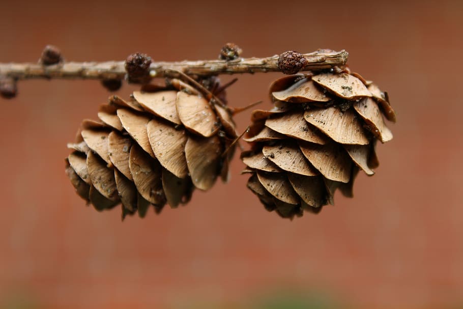 two pine cones, tap, pine cones, conifer, wood, nature, fir, brown, tree, forest