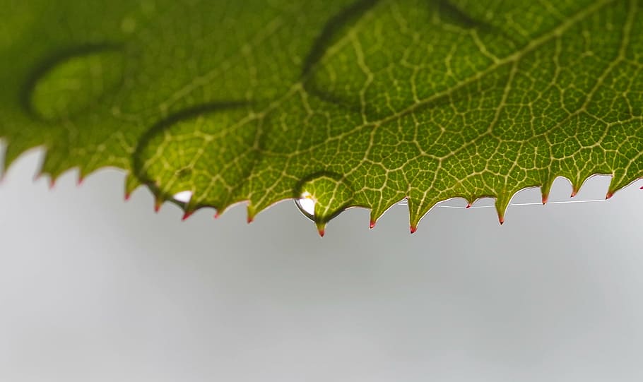 rosenblatt, beaded, drop of water, drip, raindrop, shiny, transparent, surface tension, wet, water