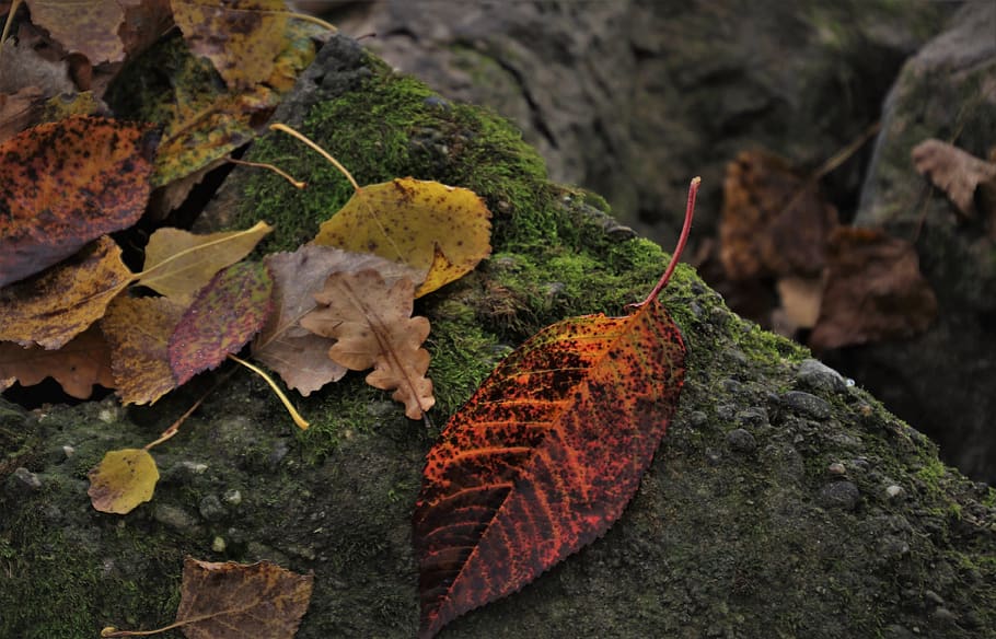 hojas de otoño, musgo, otoño colorido, roca, viento, temporada, el silencio, piedra, hoja, la perspectiva de