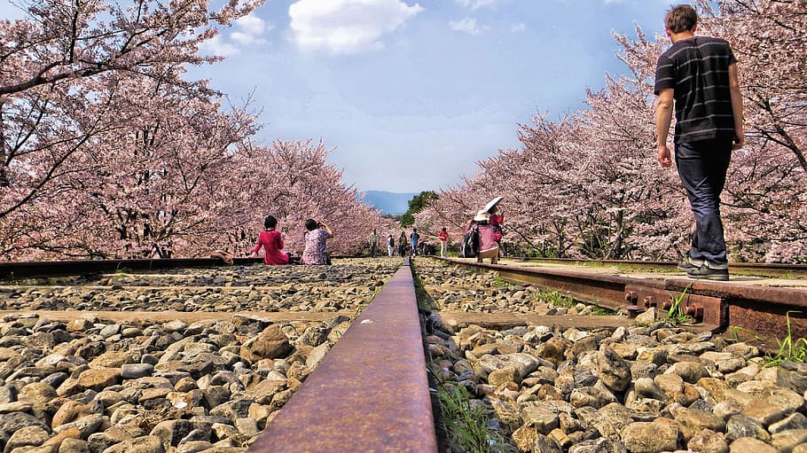 man, standing, brown, concrete, beam, gleise, japan, cherry blossoms, romantic, charming