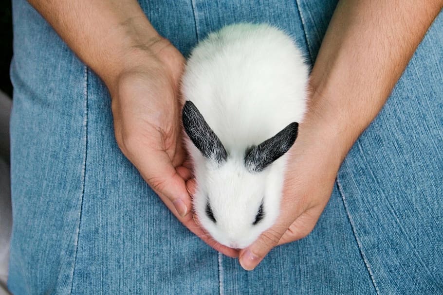 white, black, bunny, denim bottoms, animal, rabbit, hare, mammal, easter, pet