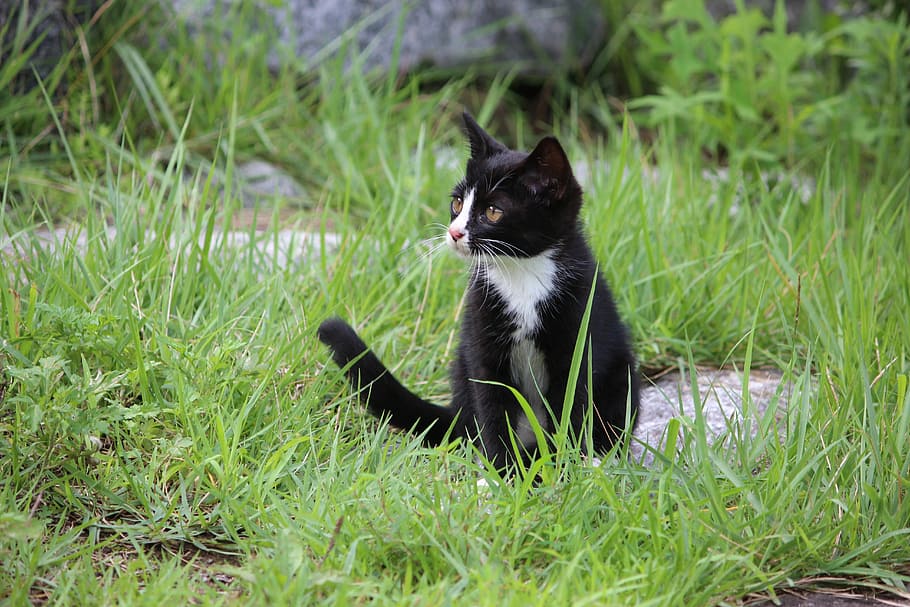 tuxedo kitten, sitting, stone, surrounded, grass, Kitty, Baby, Cats, Black Cat, cat