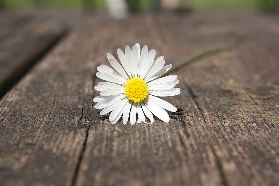 selective, photography, white, daisy flower, daisy, flower, hand, connectedness, wood, table