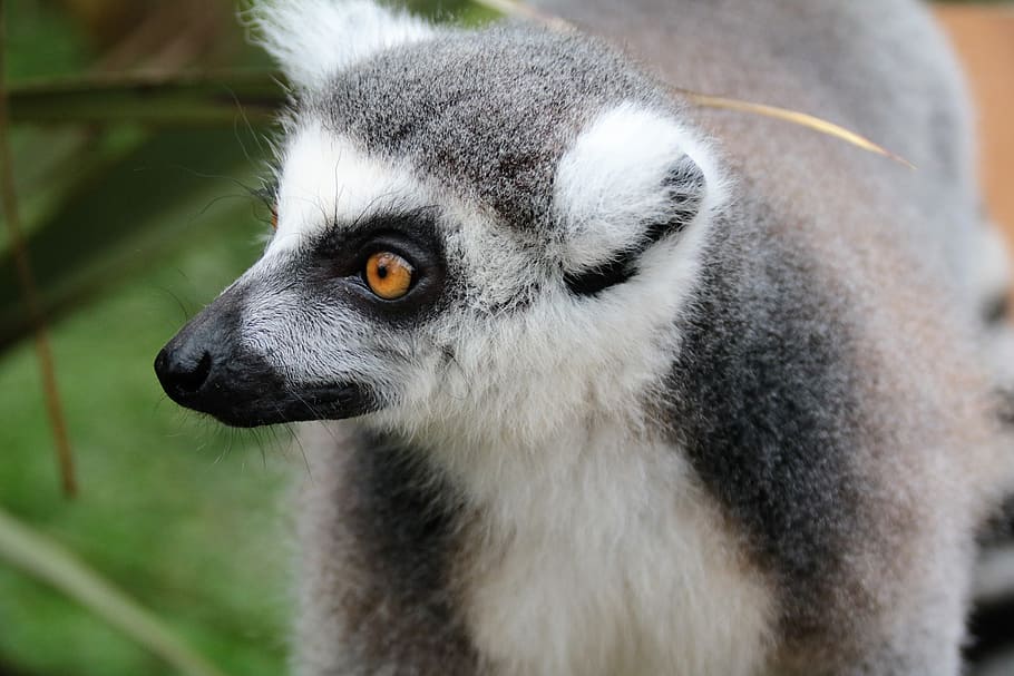 lemur, fur, mammal, wildlife, nature, madagascar, cute, wild, monkey, primate