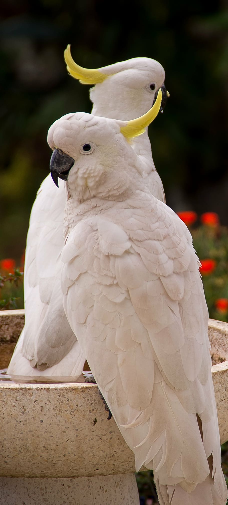 two, white, cockatoos, sitting, bird bath, daytime, sulphur crested cockatoo, parrot, cacatua galerita, bird
