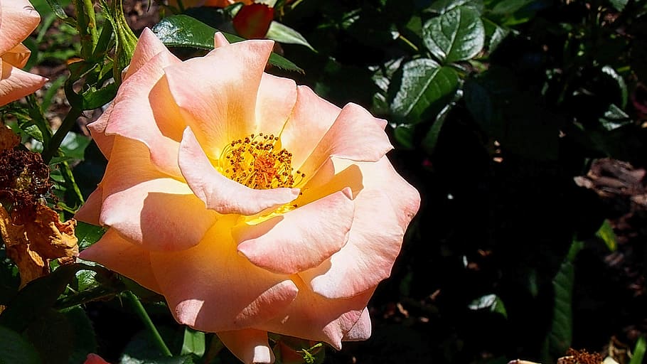 rose, flower, rose flower, rose petals, pink rose, the petals, plant, garden, petal of a rose, rosebush
