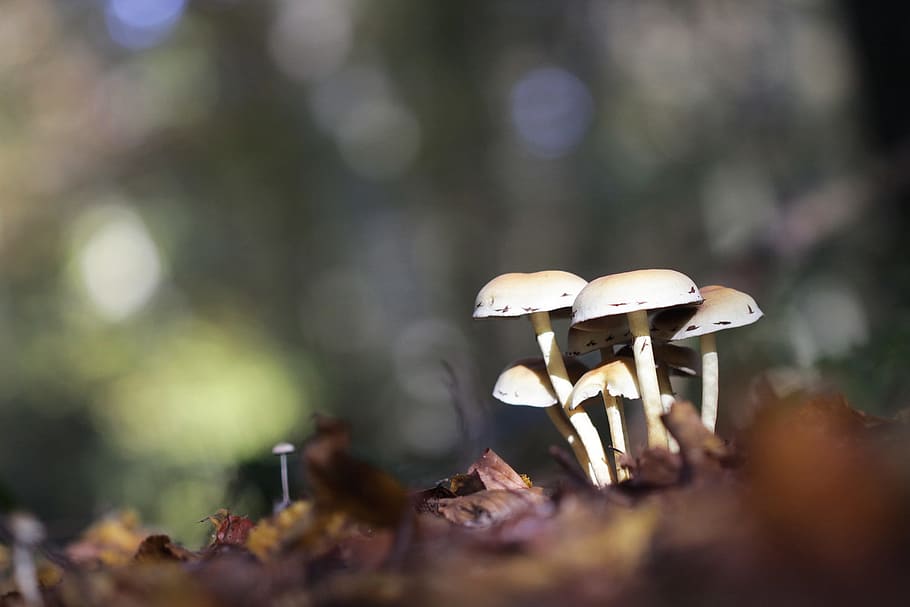 mushrooms, forest, nature, fall, wood, undergrowth, regal, collection, light, bokeh