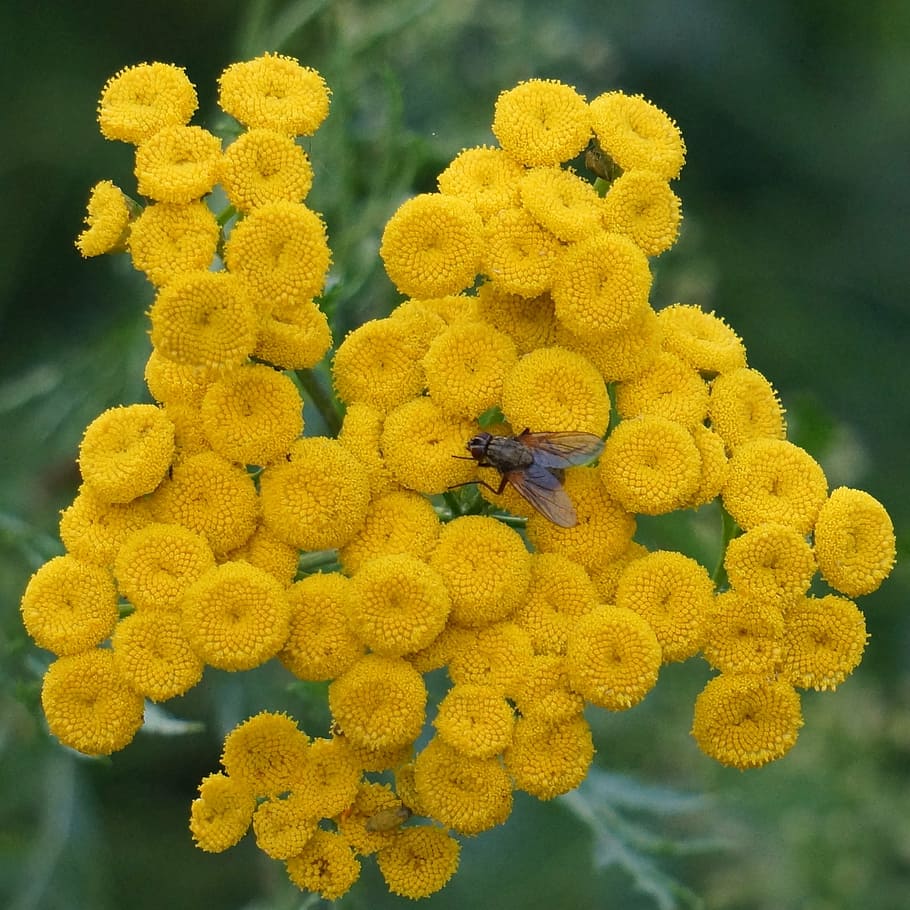 tansy, tanacetum vulgare, yellow blooms, button flower, yellow, flower, flowering plant, invertebrate, flower head, plant