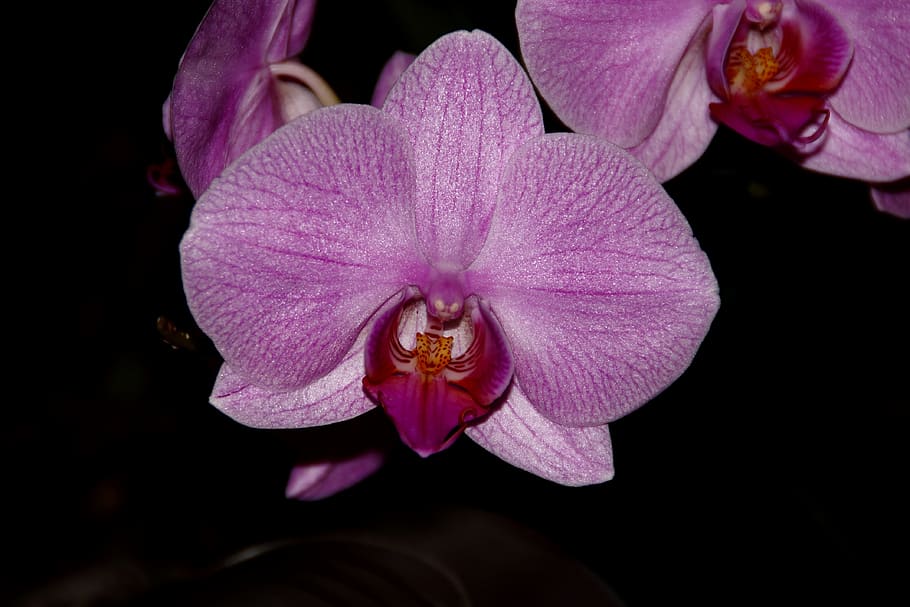 orquídea, rosa, púrpura, phalaenopsis, pintura, tropical, hermosa, magenta, flor, exótica