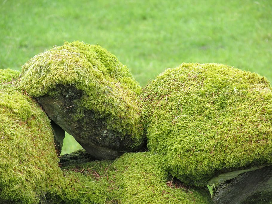 close-up, green, grass, coated, stones, outdoors, moss, rocks, stone, natural