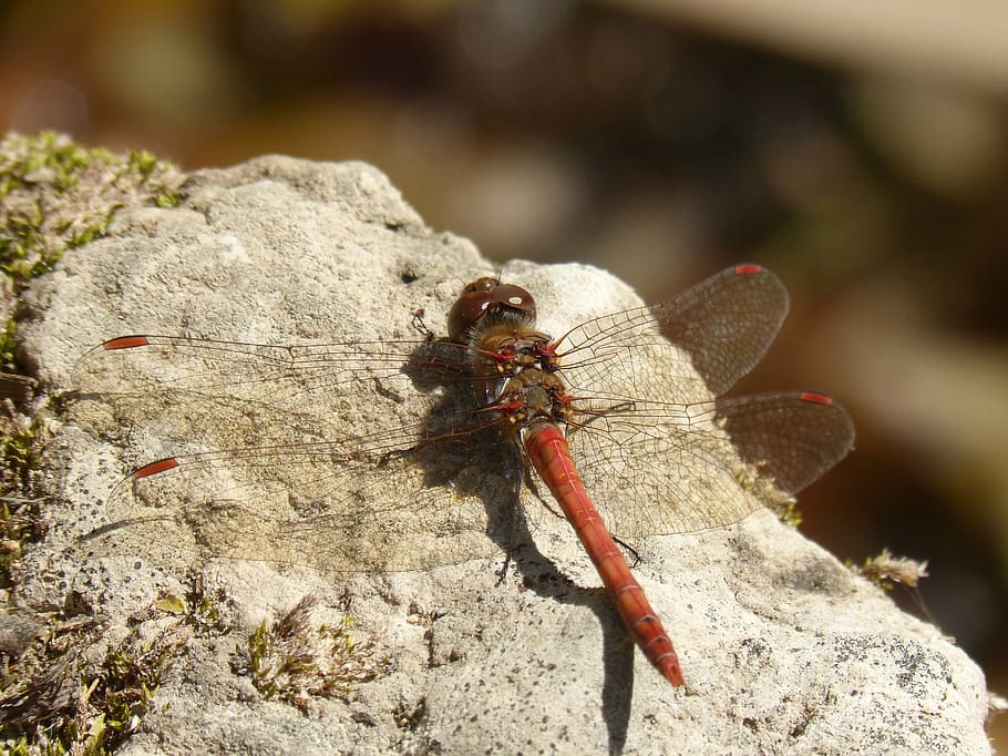 Dragonfly, Rock, Detail, red dragonfly, winged insect, annulata trithemis, insect, nature, animal, animal Wing