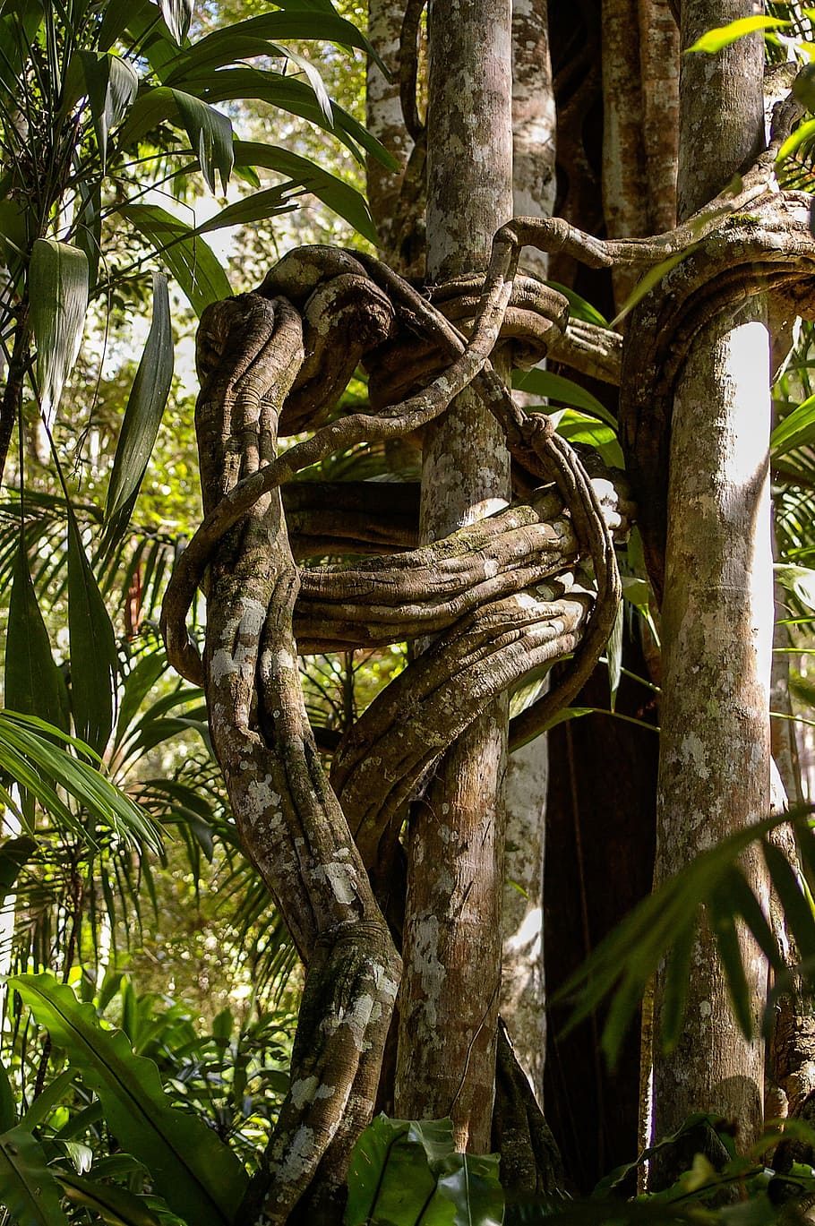 green, leafed, tree photo, strangler fig, jungle, trees, forest, twisted, roots, trunk
