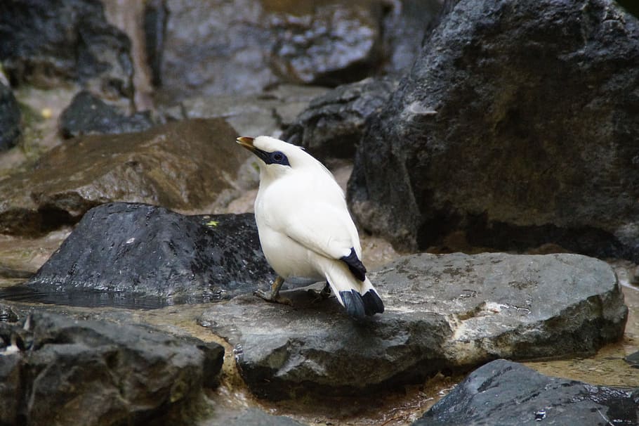 Bali Starling, Mynah, Bird, Exotic, mynah, bird, exot, exotic bird, plumage, one animal, animals in the wild