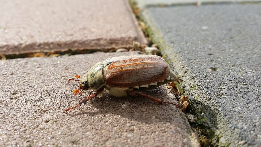 maikäfer, crawl, animal, chafer, insect, nature, creature, shades of brown, beetle, animal themes