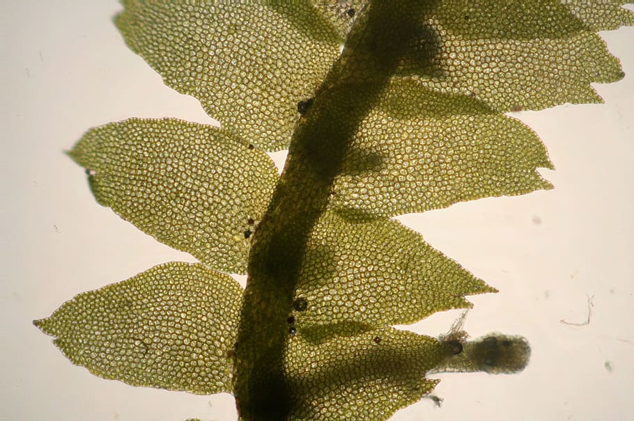 bazzania, flaccida, liverwort, lepidoziaceae, jungermanniales, jungermanniopsida, marchantiophyta, plantae, green color, close-up