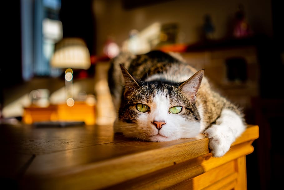 Birthday, tabby, cat, lying, top, wooden, furniture, domestic cat, domestic, pets