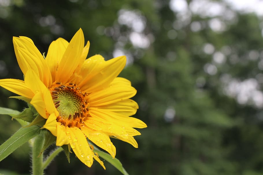 sunflower, spring, summer, sacred geometry, life, flower, nature, yellow, green, orange