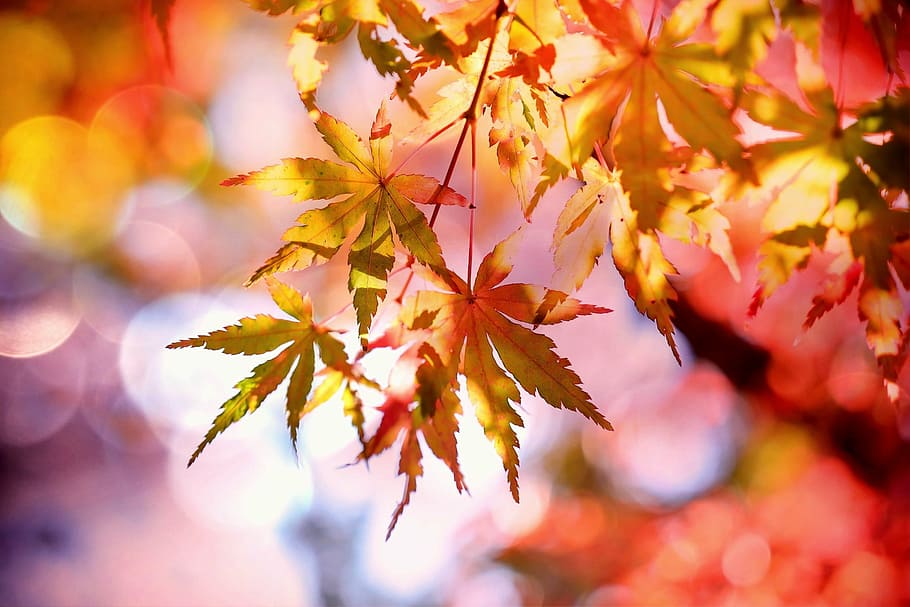 tutup, fotografi, maple, daun, daun maple, muncul, jatuh dedaunan, musim gugur, warna-warni, warna gugur