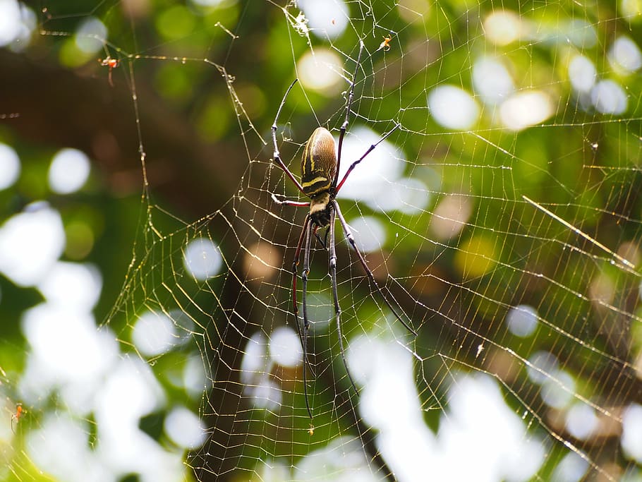 spider, netting, hunting, sit back and wait, nephila pilipes, spider Web, nature, close-up, animal, insect