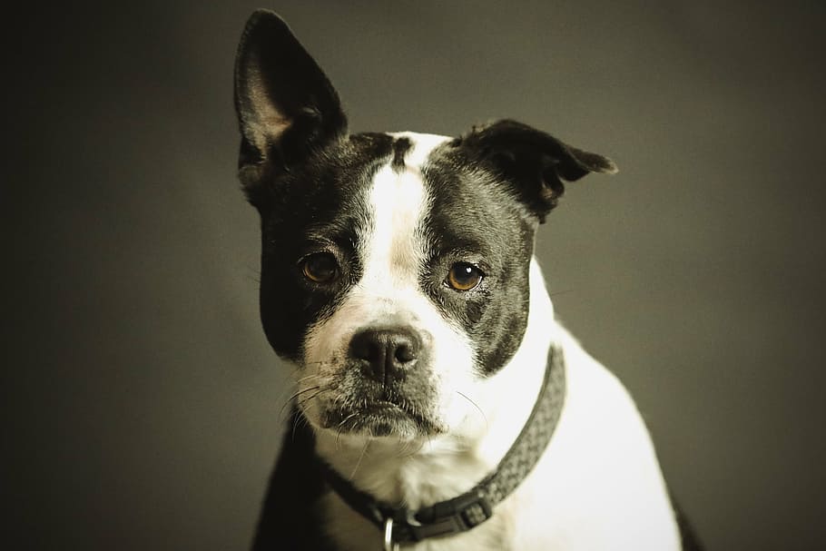 selectivo, fotografía de enfoque, adulto, blanco, negro, American Pit Bull Terrier, animal, raza, canino, lindo
