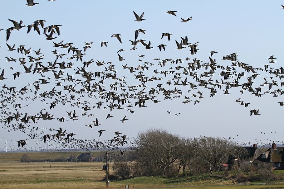 freira gansos, gansos, westerhever, nordfriesland, ave, bando de pássaros, natureza, voando, migrando, animal