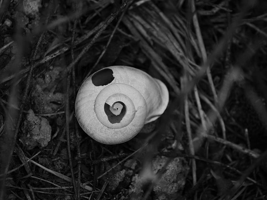 snail, cracked, kindling, schemes, shell, mollusk, plant, animal, close-up, gastropod